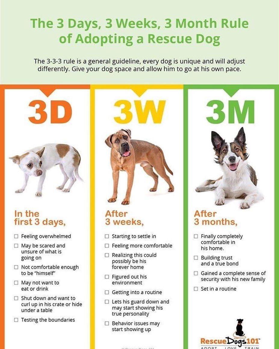 The 3 Days, 3 Weeks, 3 Months Rule of Adopting a Rescue Dog