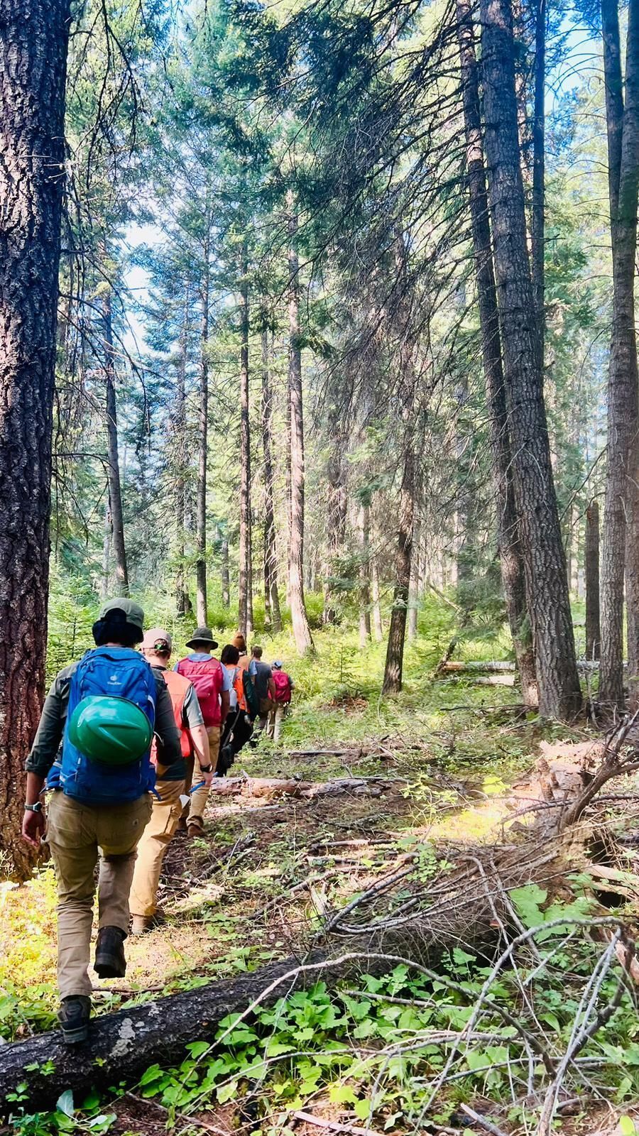 A crew hiking through the trees