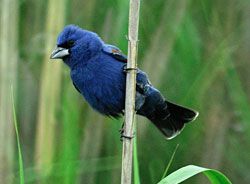 Beak of the Week: Blue Grosbeak