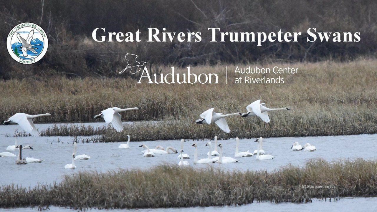 Great Rivers Trumpeter Swans- Riverlands! webinar