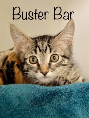 BUSTER BAR