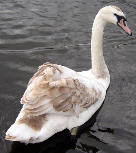Mute swan cygnet