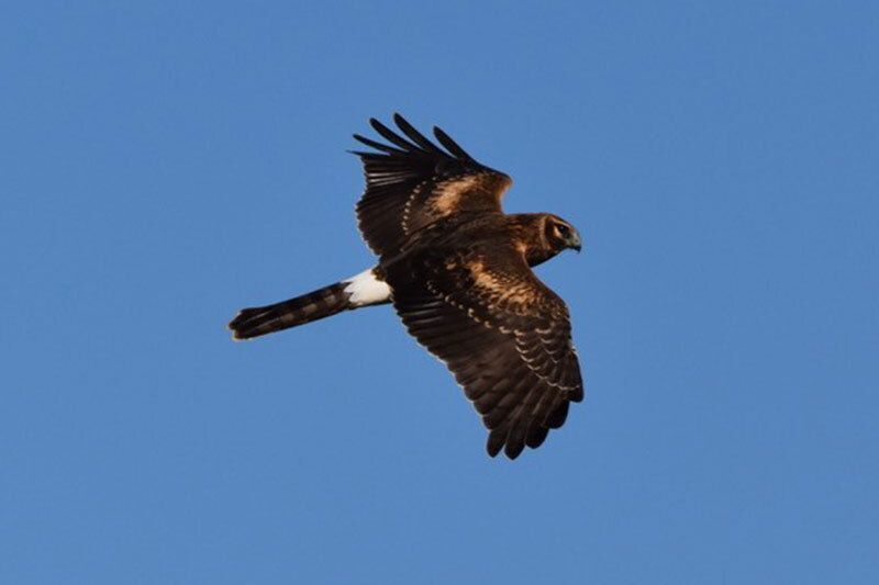 Northern Harrier