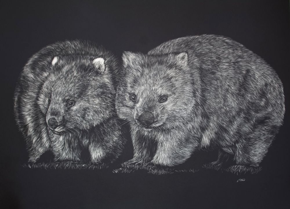 Common Wombat