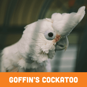 Goffin's Cockatoo