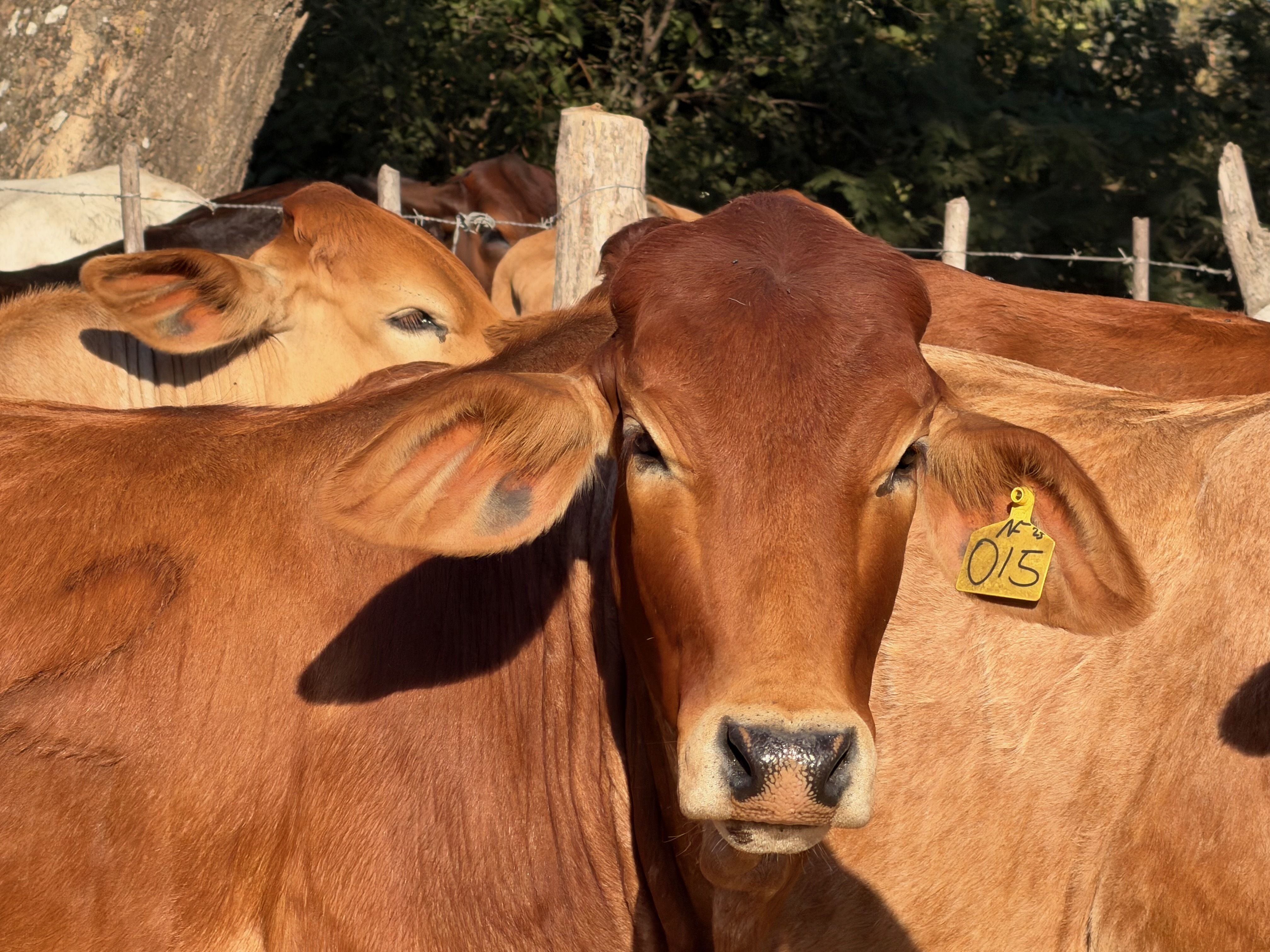 The Cows Are Back!