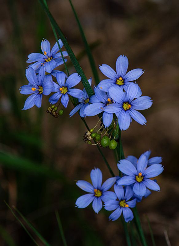 Blue-eyed Grass