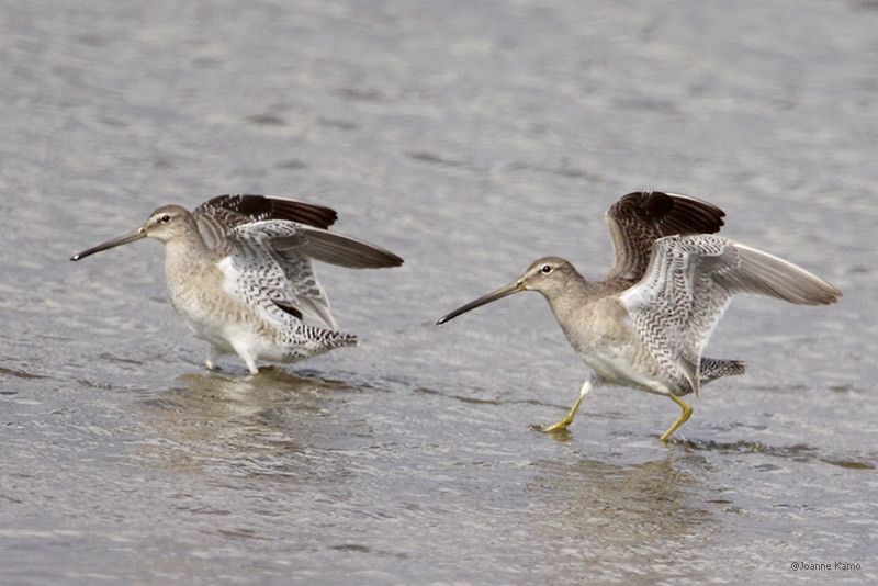 Long-billed Dowitcher