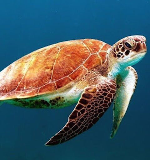 Orange and brown sea turtle swimming.