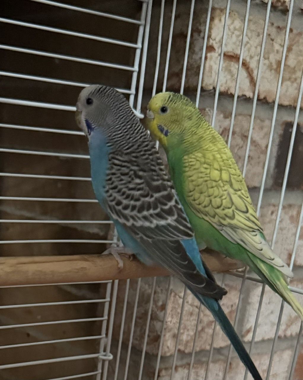 Pico & Mango