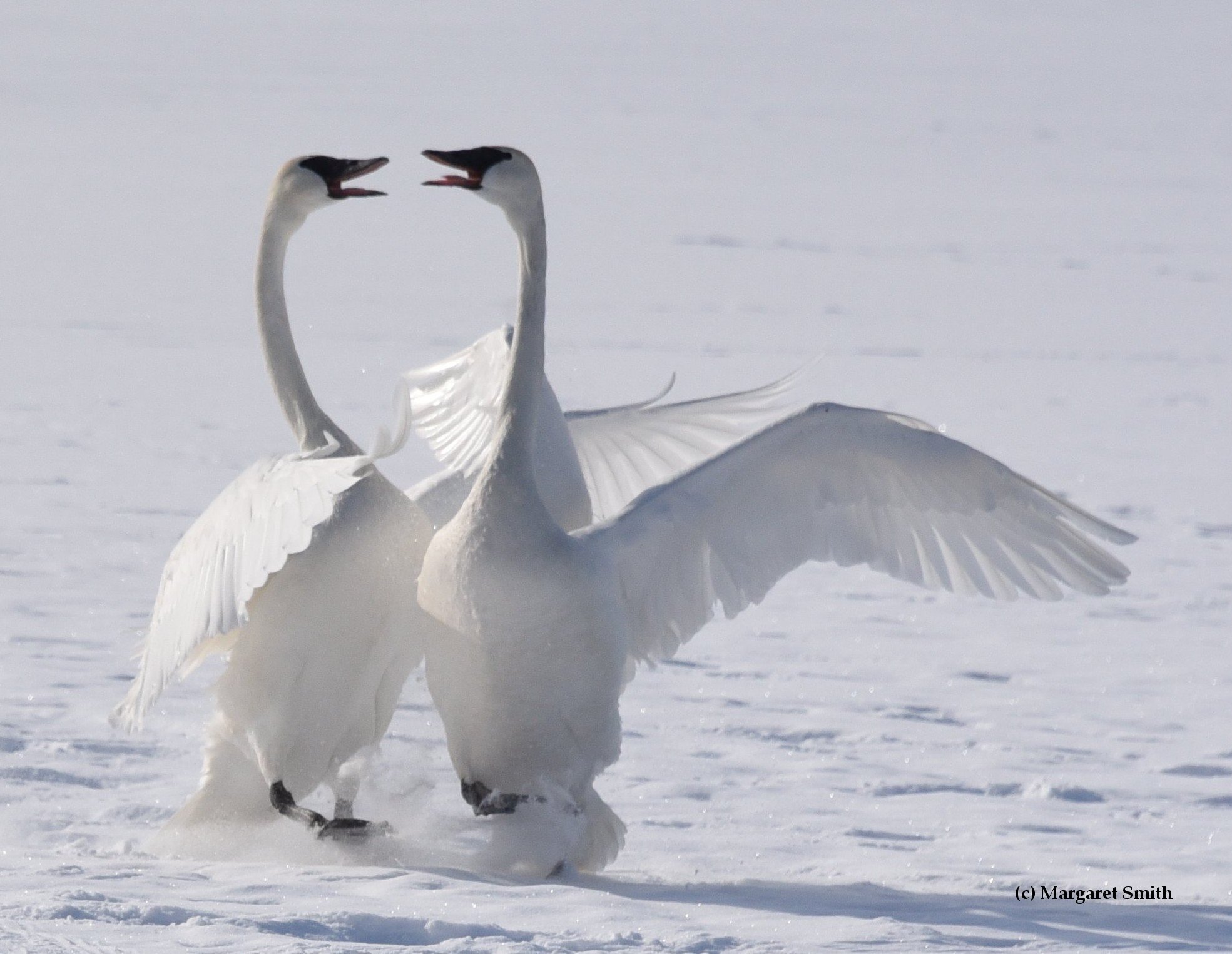 Special Gift Membership - Swan Pair