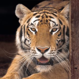 Kel : Tigers : Meet the Animals : Center for Animal Research and Education