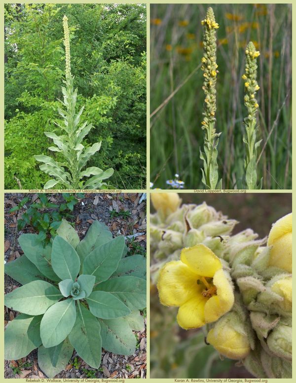 Noxious Weed Watch List