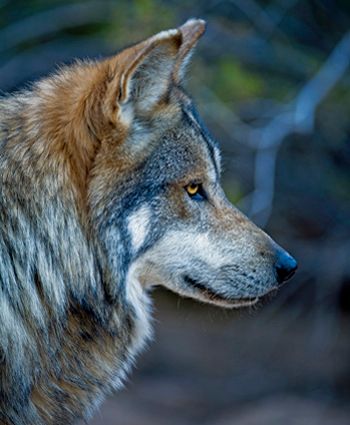 M942 Himuti Mexican gray wolf by Robin Silver Southwest Wildlife