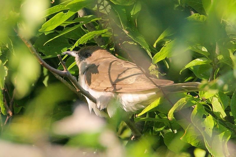 Black-billed Cuckoo