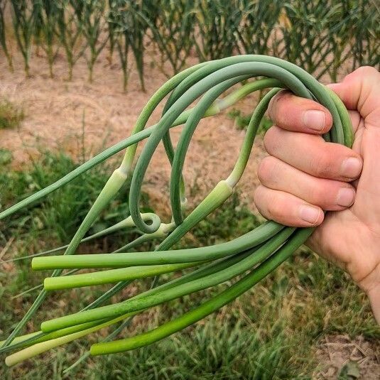 Garlic Scapes