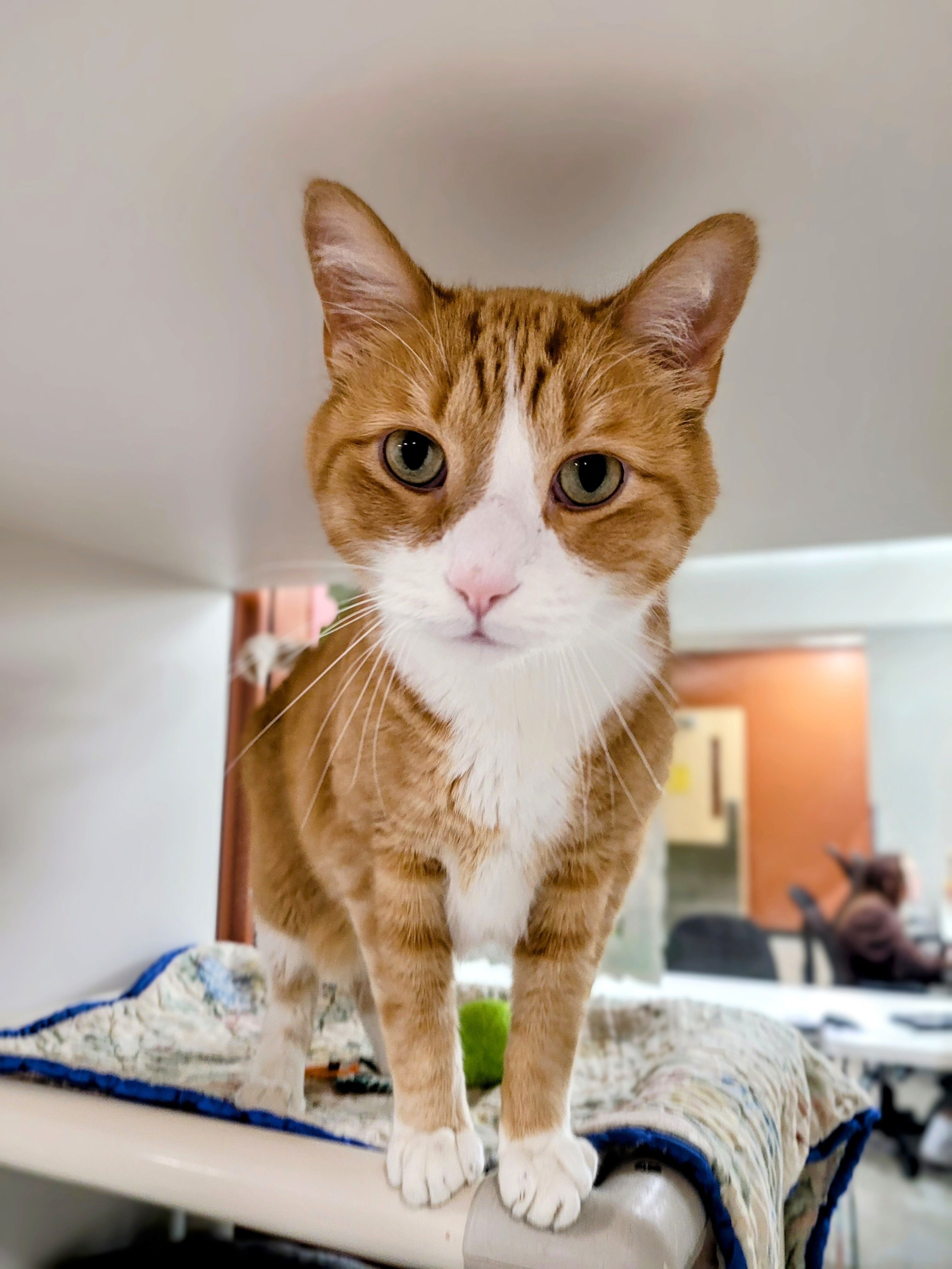 TCHS Launches a Christmas in July Cat Sale!