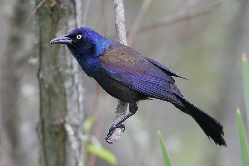 Common Grackle