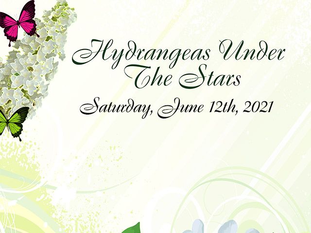 Hydrangeas Under the Stars