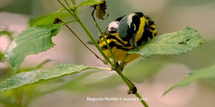 Magnolia Warbler