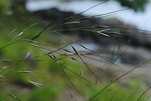 Needlegrass