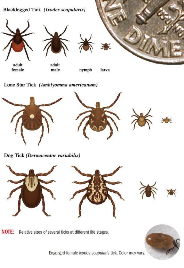 Ticks & Chiggers : Habitat Management : Resources : Adkins Arboretum