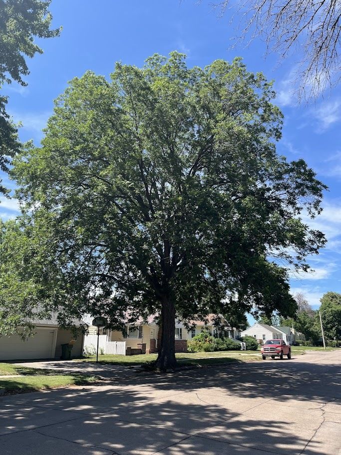 photo of a large Northern pecan tree next to a street in summertime 