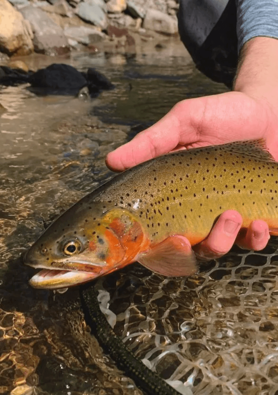 AIS District Newsletters