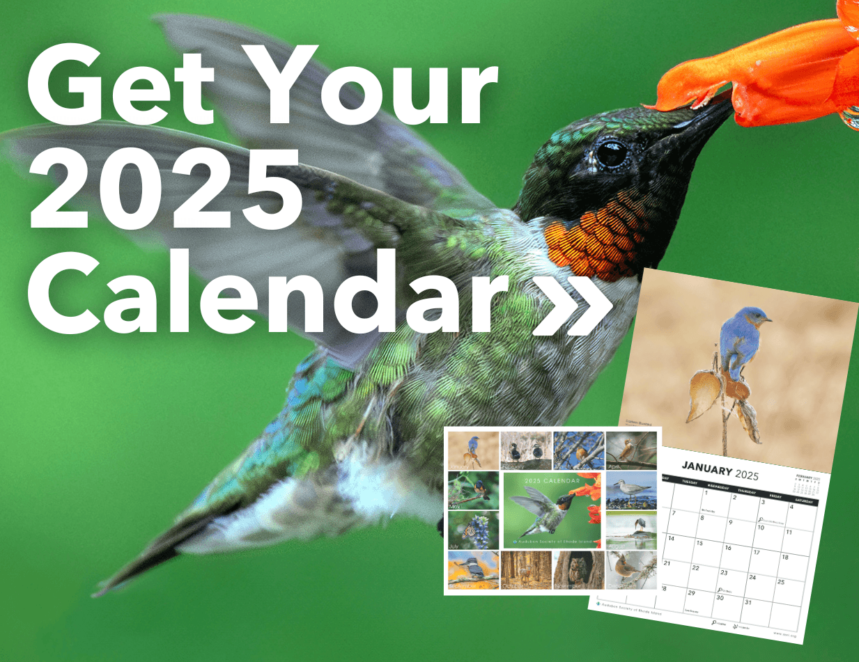 Purchase the 2025 Audubon Calendar