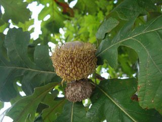 Bur Oak - Pack of 100 Seedlings (6"-12")