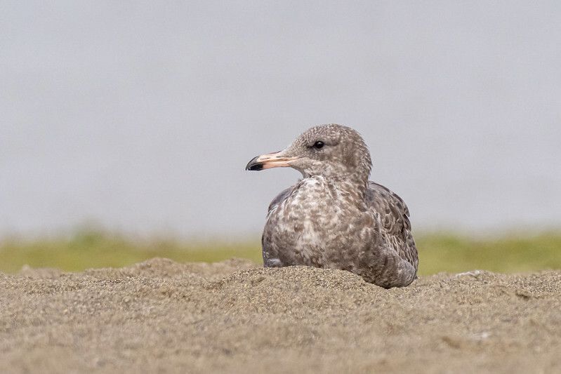 California Gull (immature)