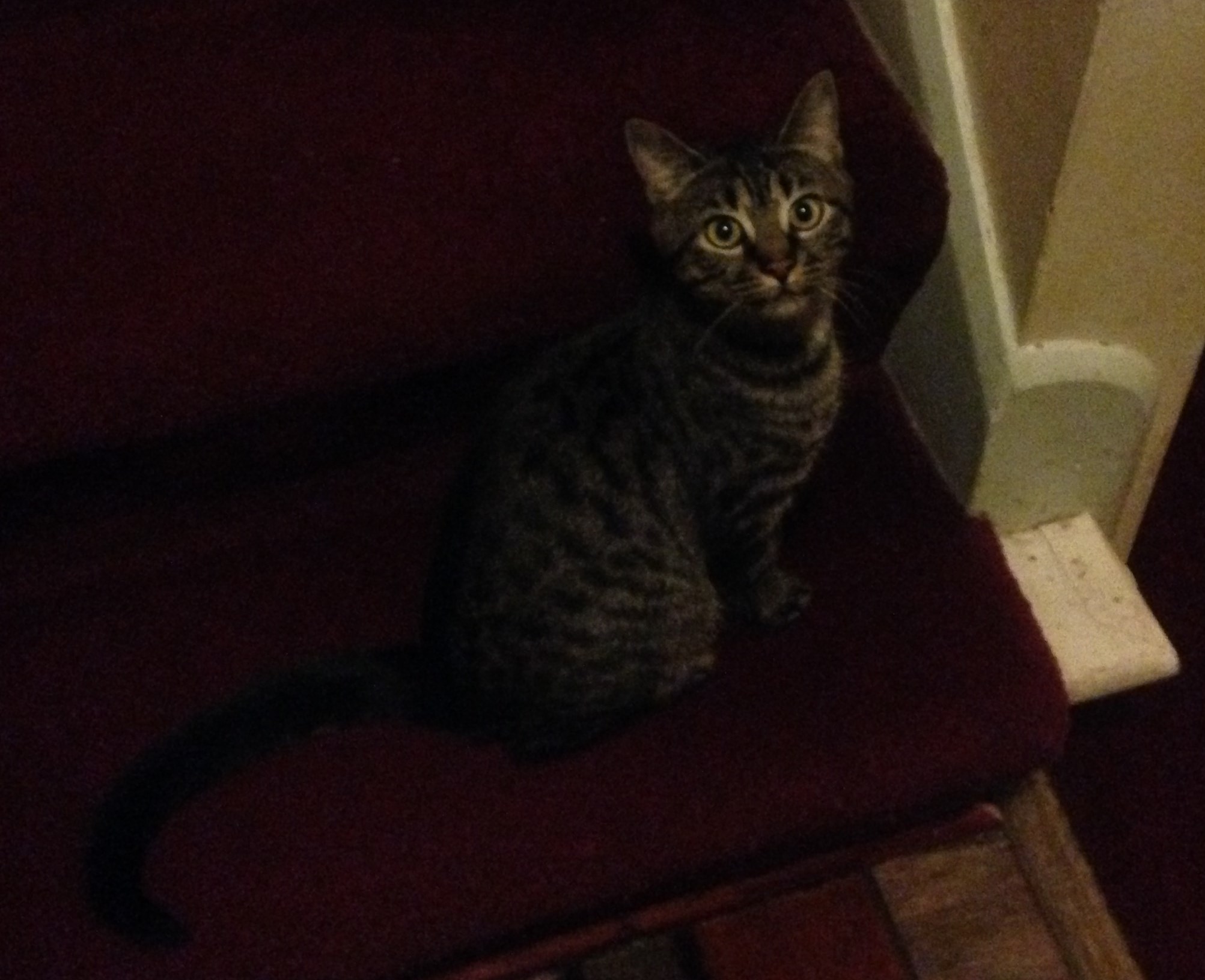 Oscarlina