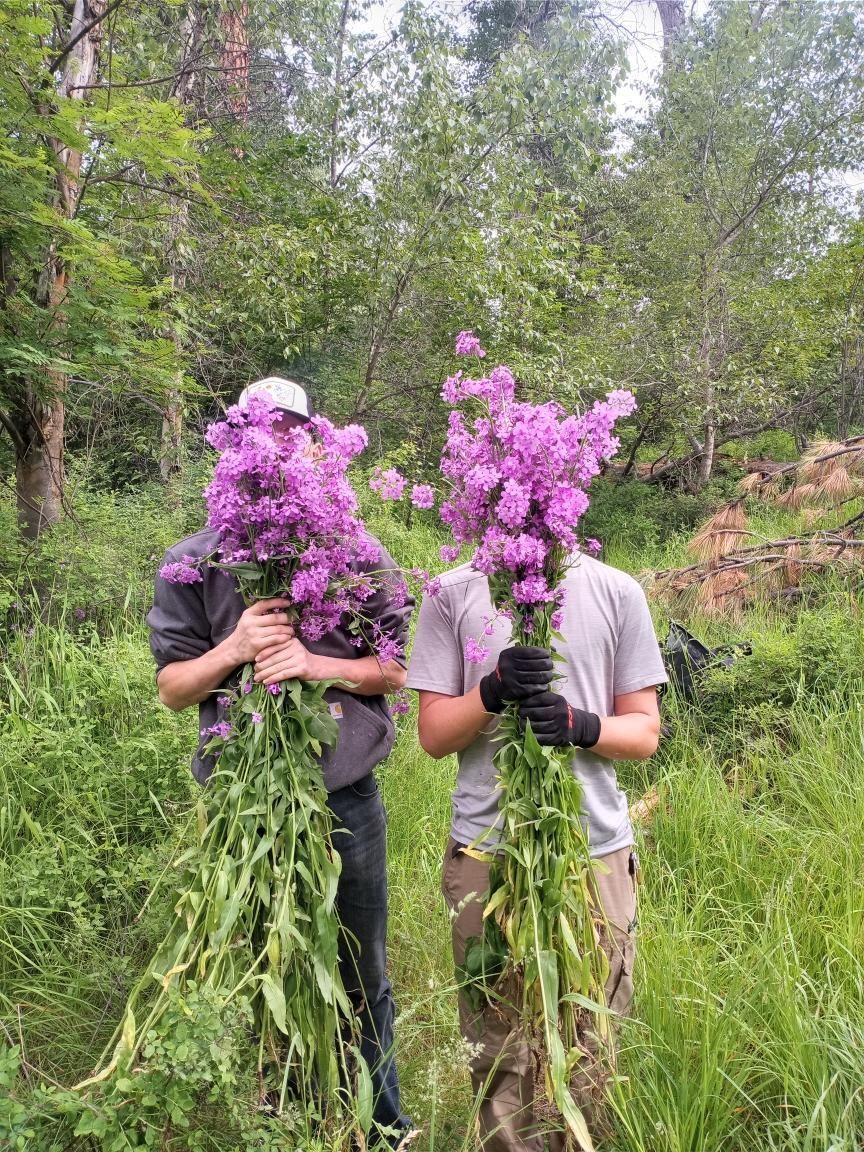 youth crew members with dames rocket bouquets 