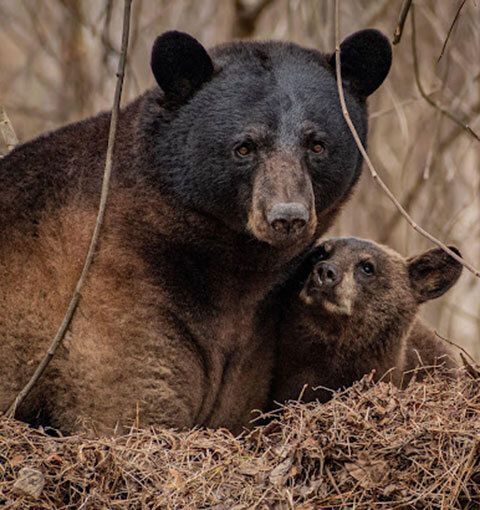 Black Bears