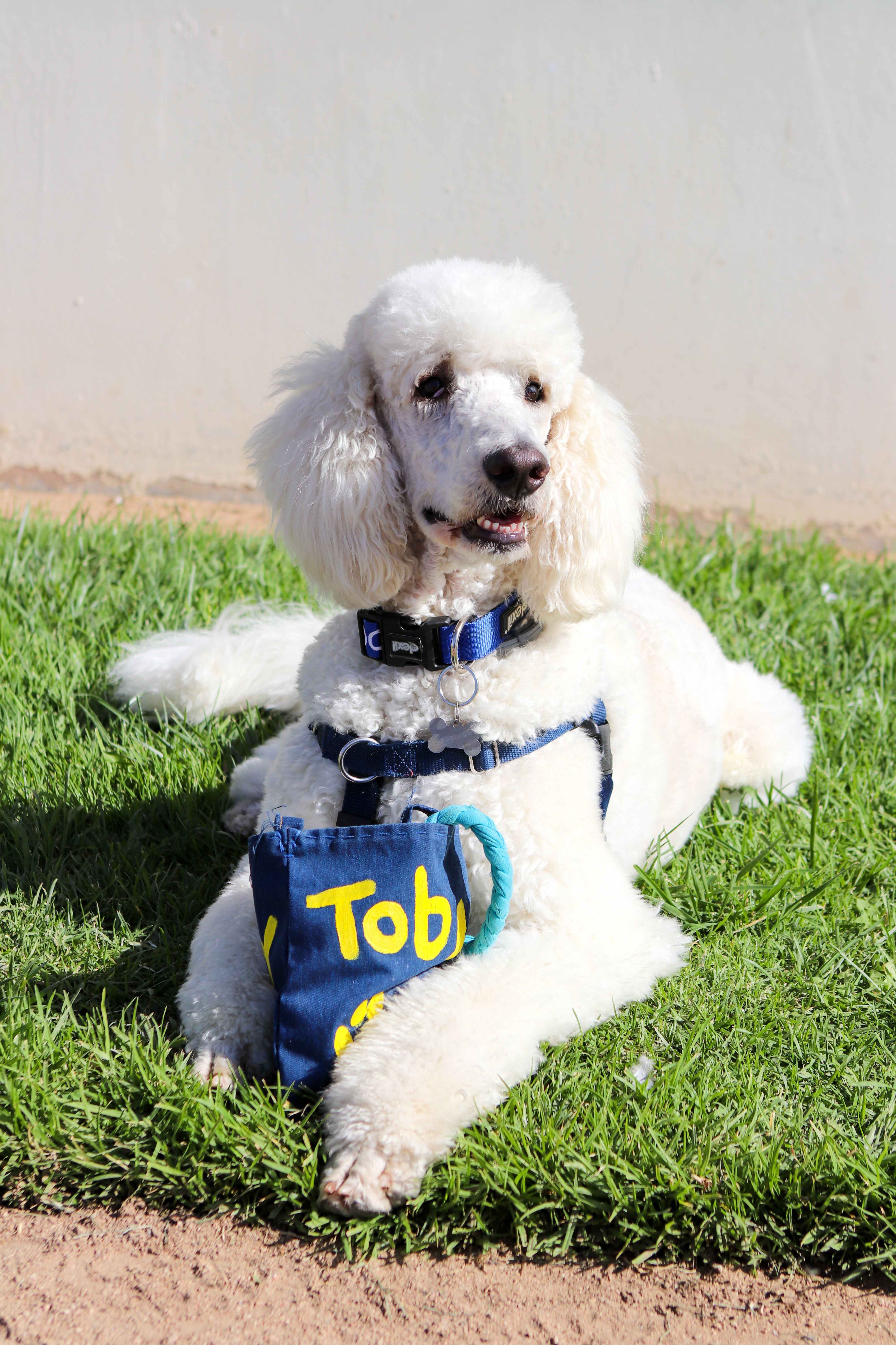 can a toy poodle be a service dog?