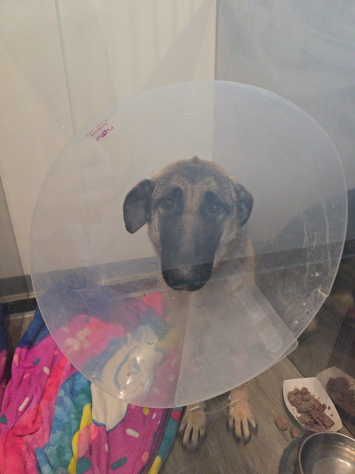 URGENT: Dolly
