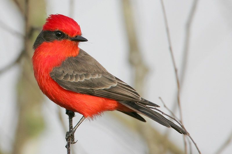 Vermilion Flycatcher Bird Gallery Houston Audubon