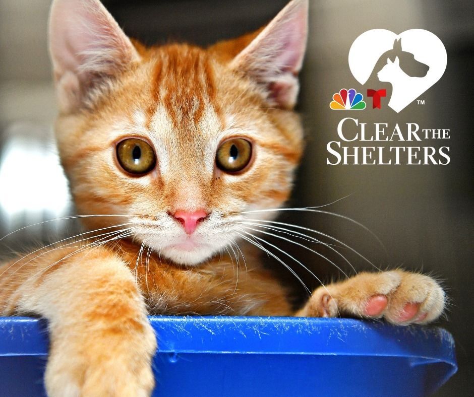 York County SPCA Hosts Pay What You Can Adoption Campaign to Honor National Clear the Shelters Movement