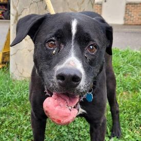 black and white dog with a large mass on it's jaw