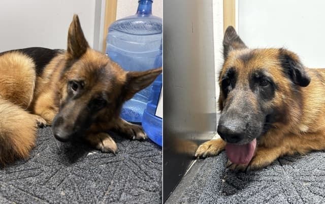RECOGNIZE THEM? Twin Shepherds Abandoned On Palisades Interstate Parkway (Daily Voice)