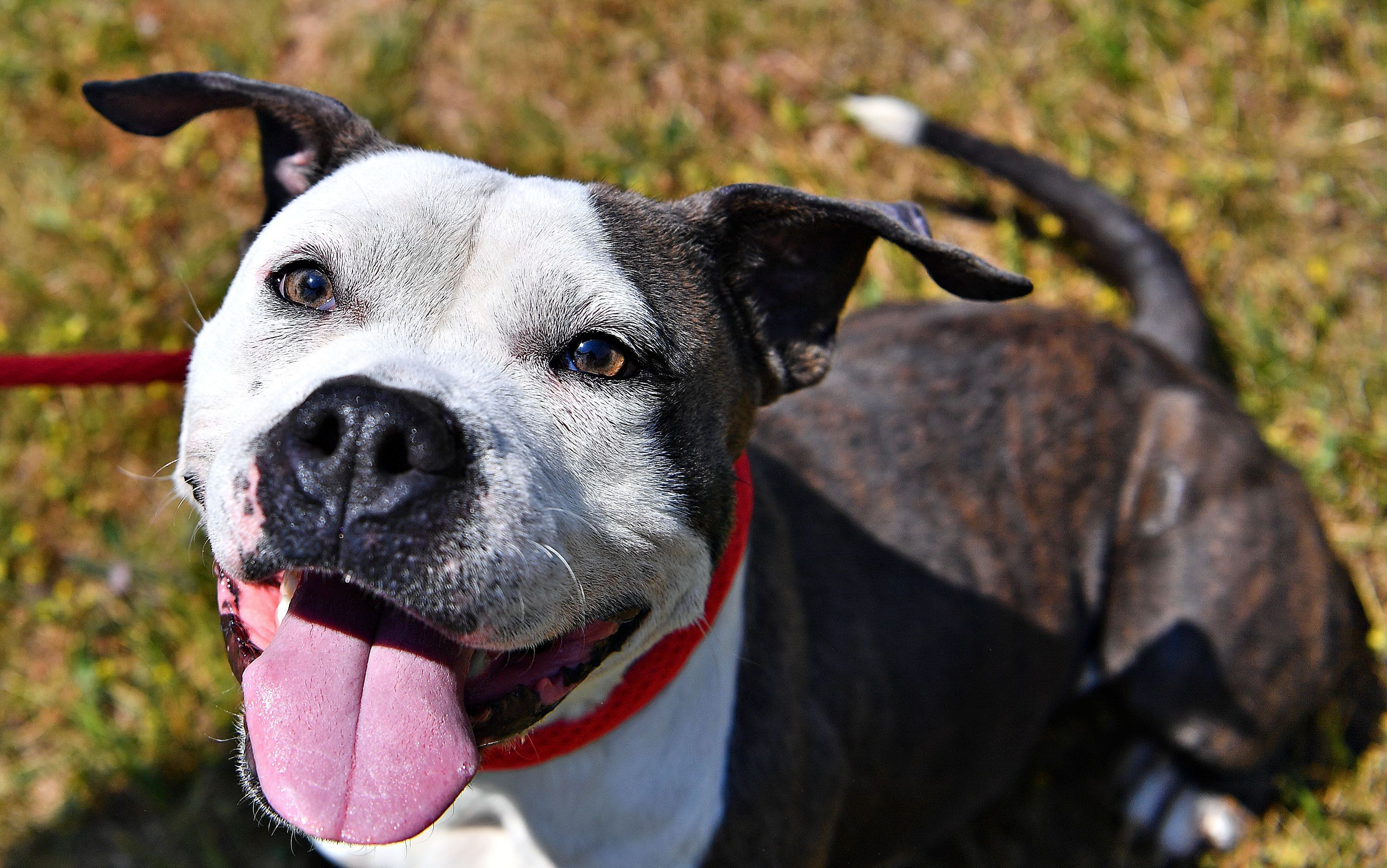 Canine Enrichment – In the Shelter and in Your Home! : Blog : News & Events  : York County SPCA