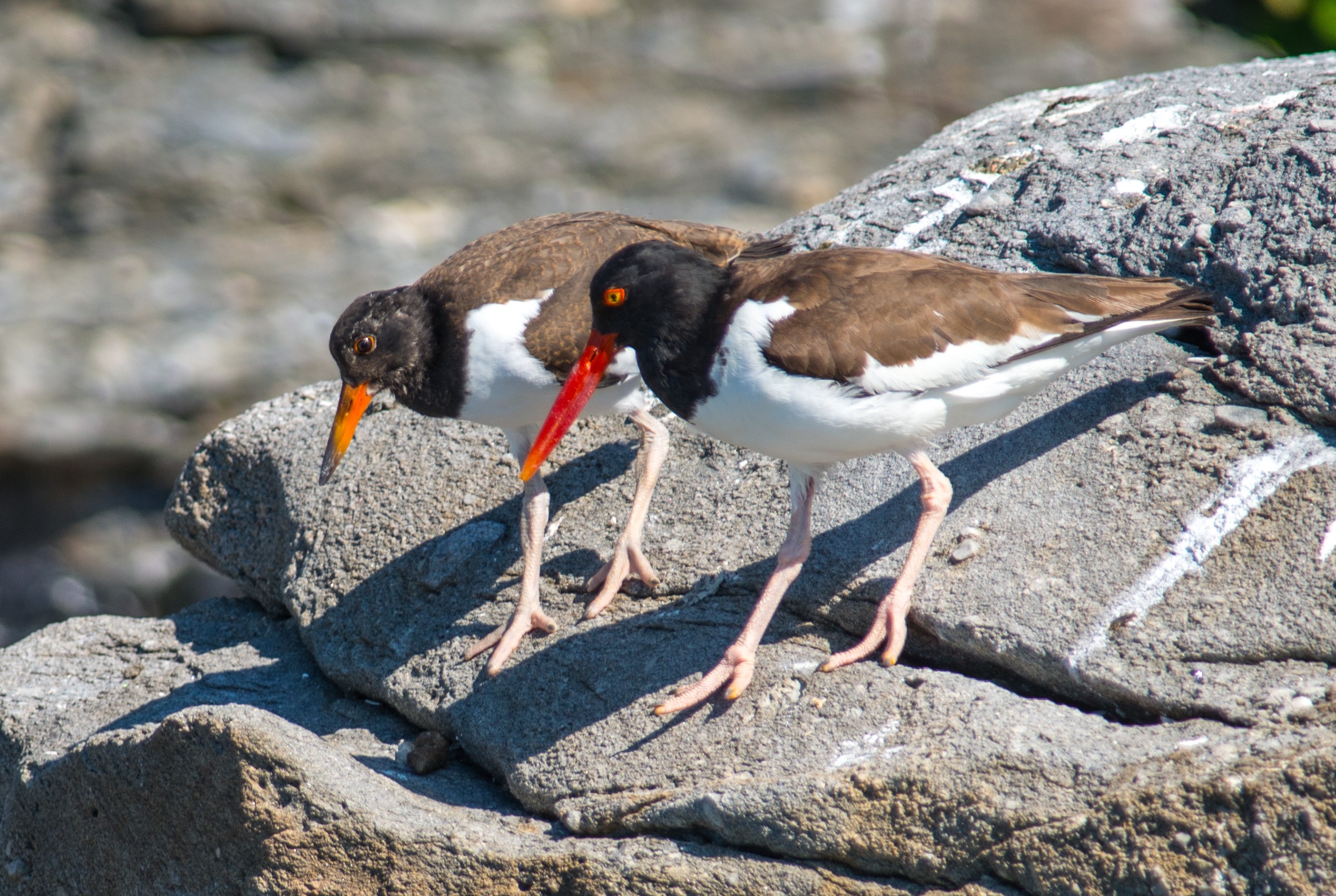 Shorebirds and Sea Creatures