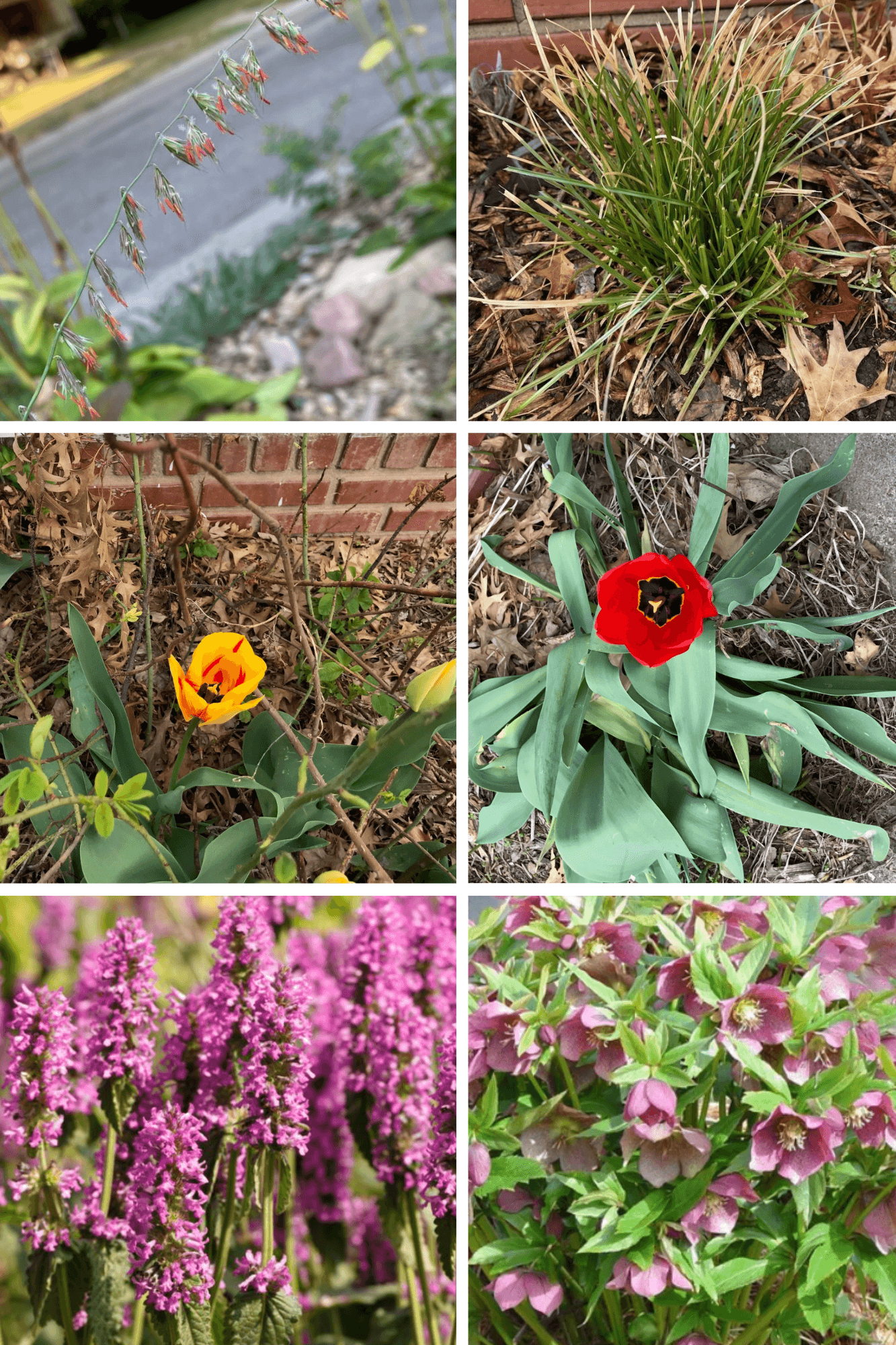 sideoats grama flowers, cherokee sedge, yellow tulip, red tulip, betony and lenten rose