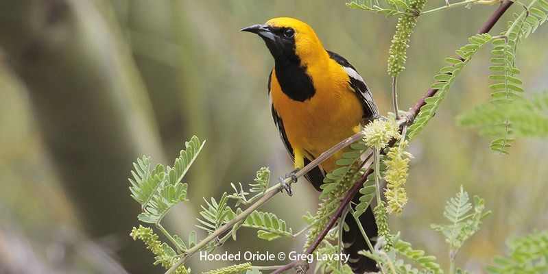 Hooded Oriole