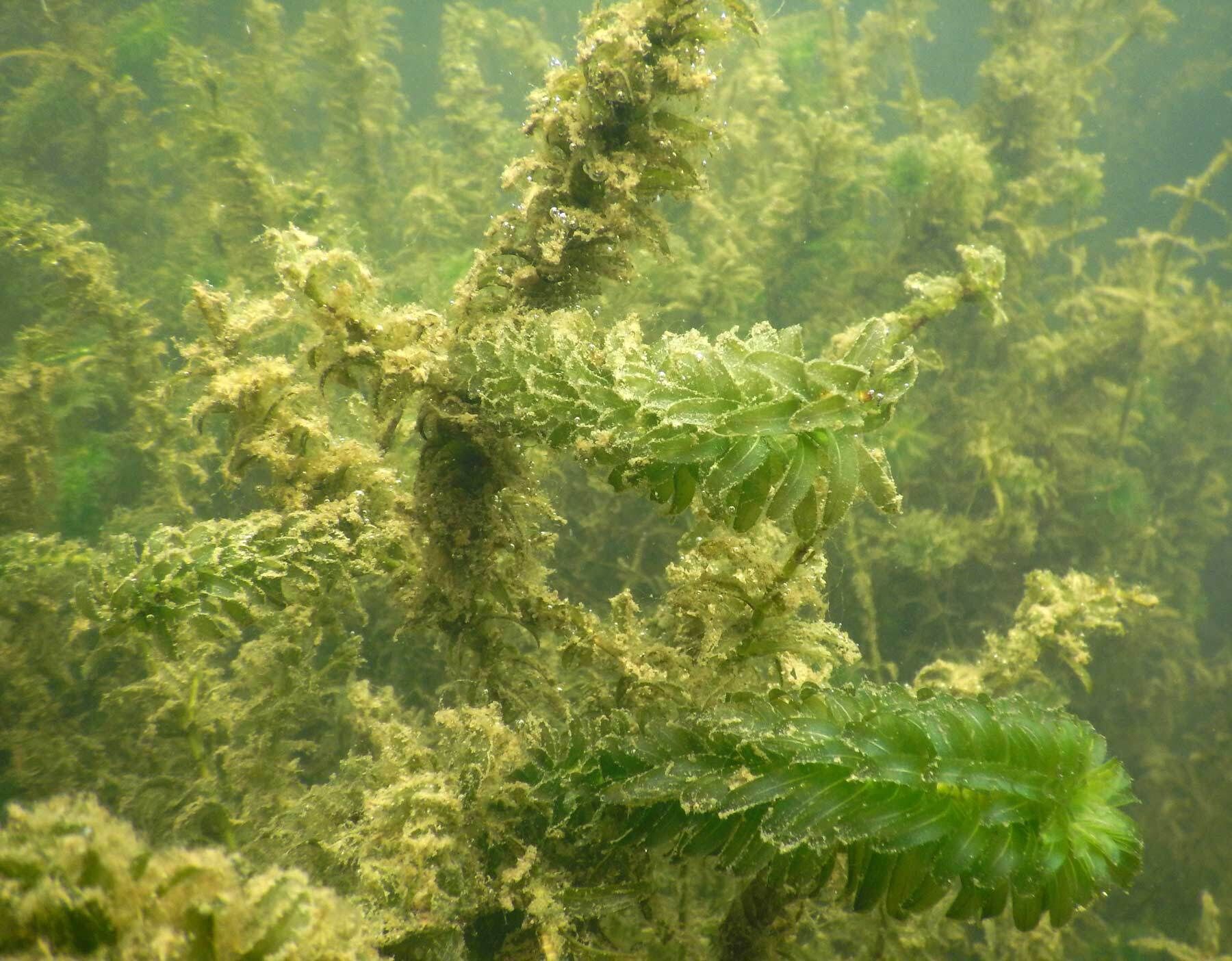 Brazilian Waterweed