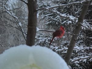 Daily Prayer January 8