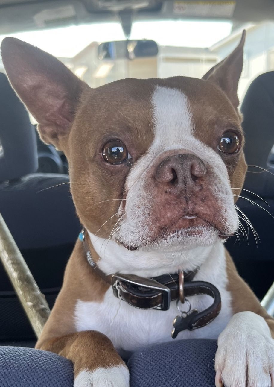 In Loving Memory - Teddy