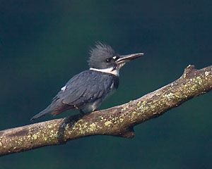 The Belted Kingfisher - Coastal Interpretive Center