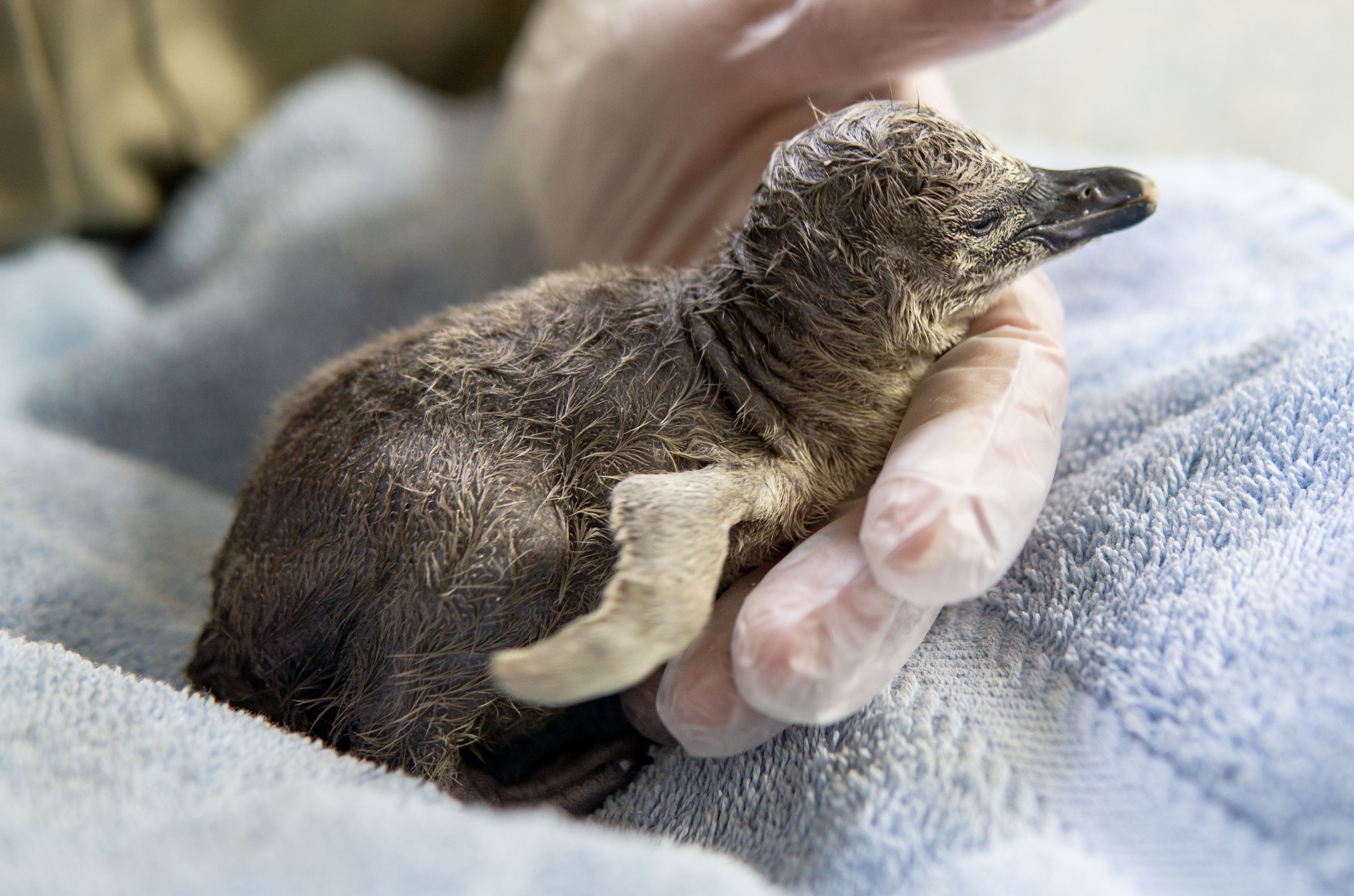 Penguin Chick 5 Days