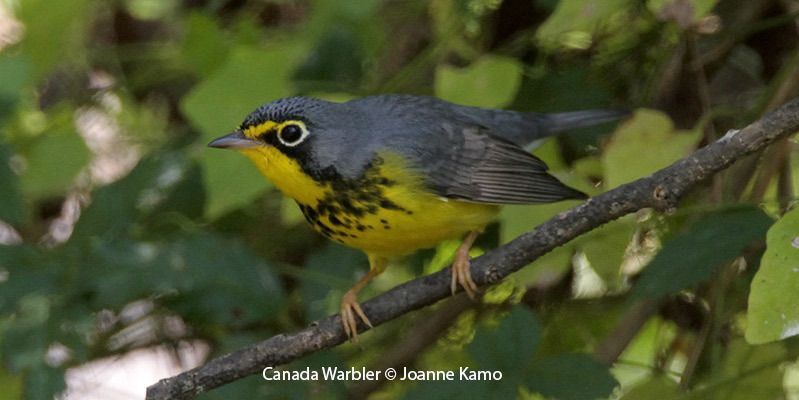 Canada Warbler